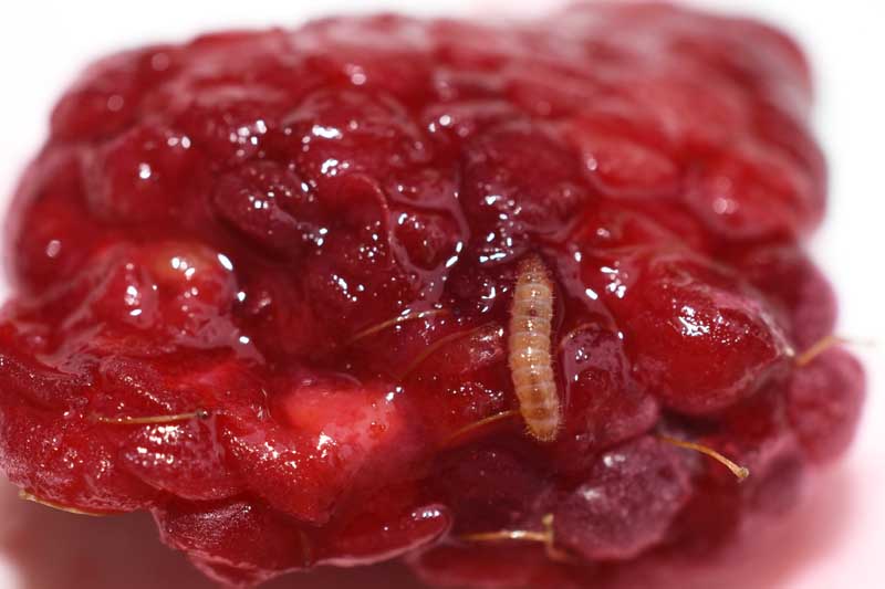 Macro image of the raspberry fruitworm (Byturus tomentosus) emerging from a red raspberry.