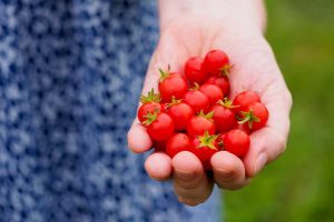 A girl's hand full of red currant tomatoes.