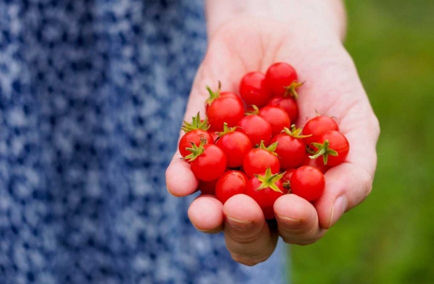 A girl's hand full of red currant tomatoes.