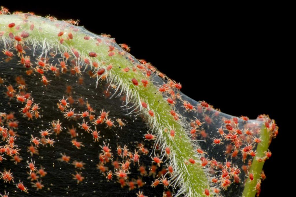 Macro photo of a Red Spider Mite infestation on vegetable stem.