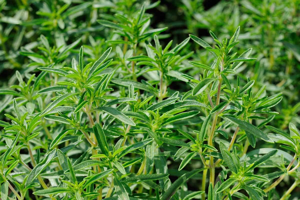 Green savory plant growing in a kitchen garden.