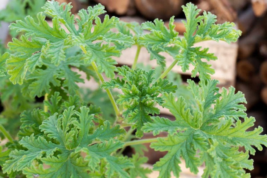 Close up of the leaves of the scented geranium known as the citronella plant.