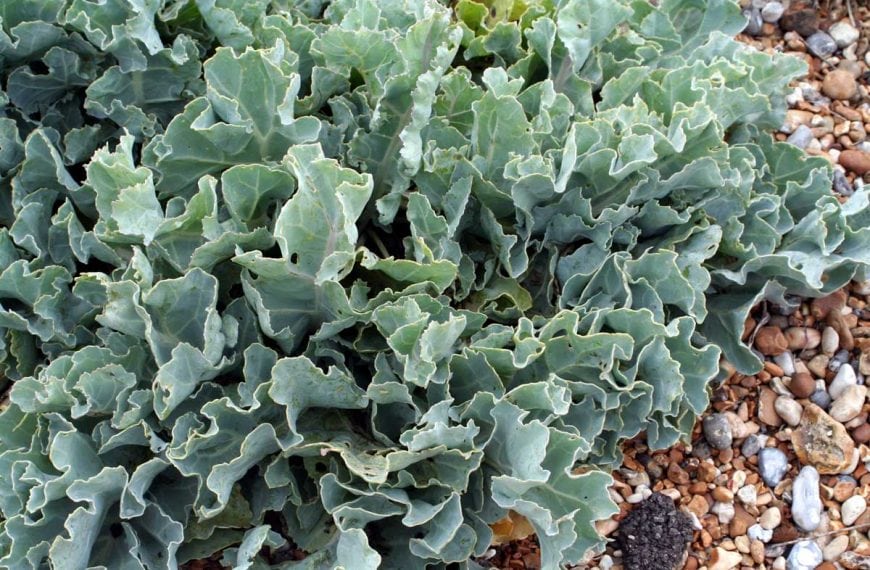 Sea Kale Planting and Growing Guide