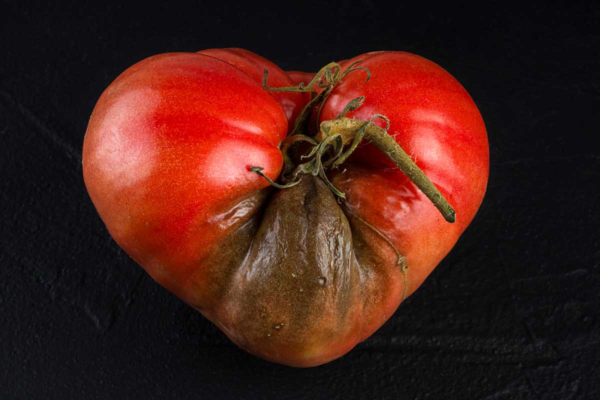 Tomato shaped like a heart and a dark spot on the fruit looks like damage by heart disease.