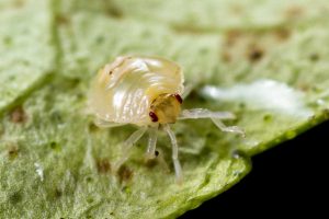 Macro image of a small, white spider mite on a dying leaf.