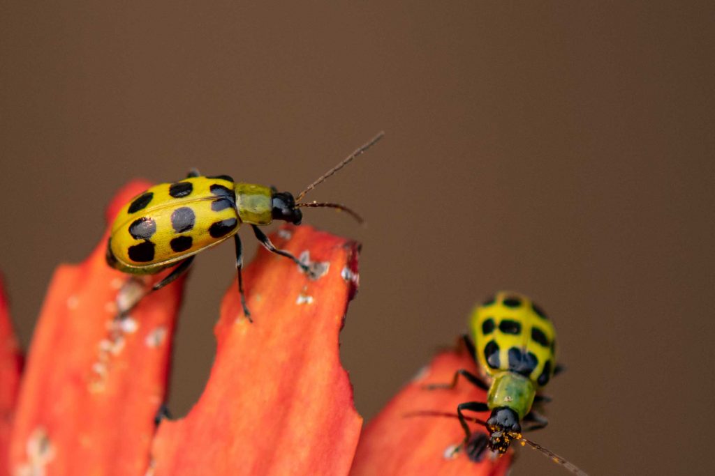 Two Western Spotted Cucumber Beetles crawl along the petals of a flower.