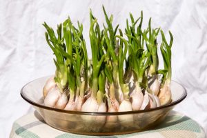 Garlic bulbs sprouting in a bowl of water.