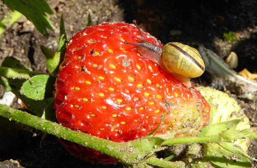 Close up of a red strawberry be attacked and consumed by a small snail.