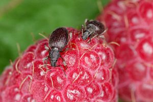 Macro photo of two strawberry root weevils crawling on a raspberry fruit.