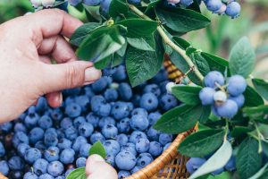Women's hands picking ripe blueberries and holding a wicker bowl full of harvested berries.