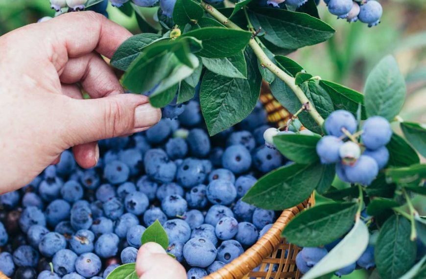 Sulfur for Blueberries: How to Acidify Soil pH for Blueberry Bushes
