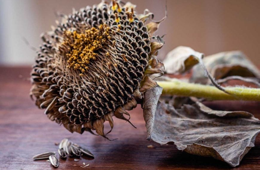 Close-up of a harvested sunflower flower head with seeds.