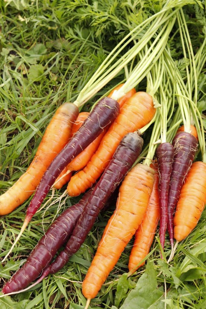 A bunch of carrots of different varieties with  orange and purple coloring laying in the grass.