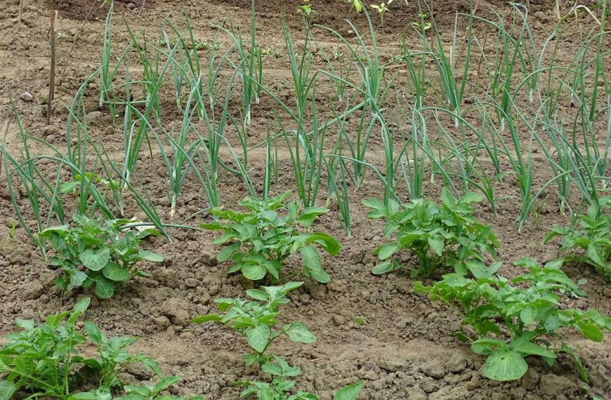 Potato and onion plants growing together as companions.