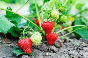 Ripe red and unripe green strawberries on a plant.