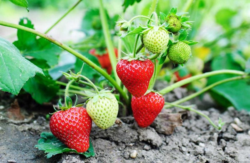 Ripe red and unripe green strawberries on a plant.