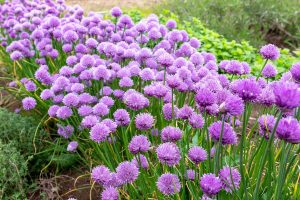 A bed of chives in bloom with purple flowers.