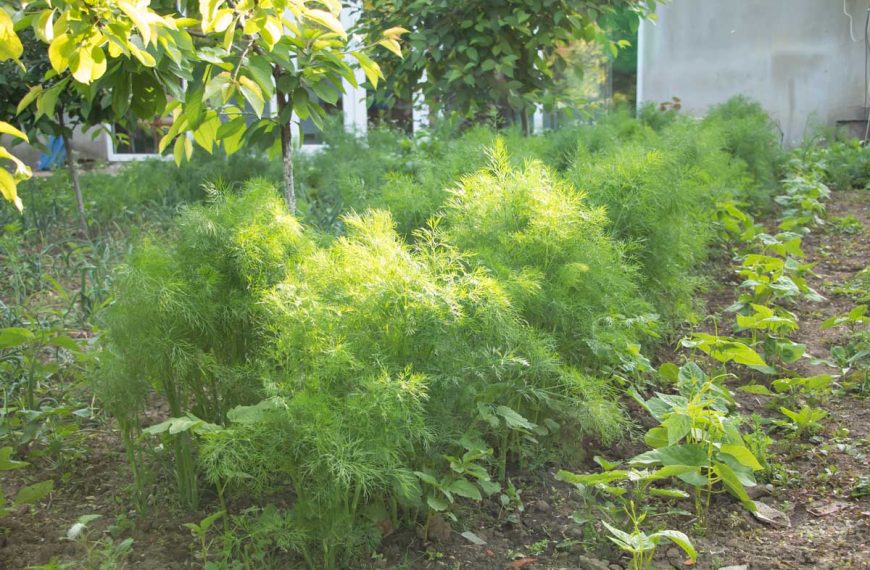 Mature dill plants growing in a garden.