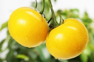 Two round yellow tomatoes growing on the vine. Closeup.