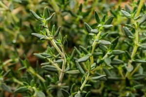 Common thyme plant growing in a kitchen garden.