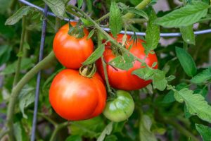 Red tomatoes growing in a kitchen garden supported by wire cages.