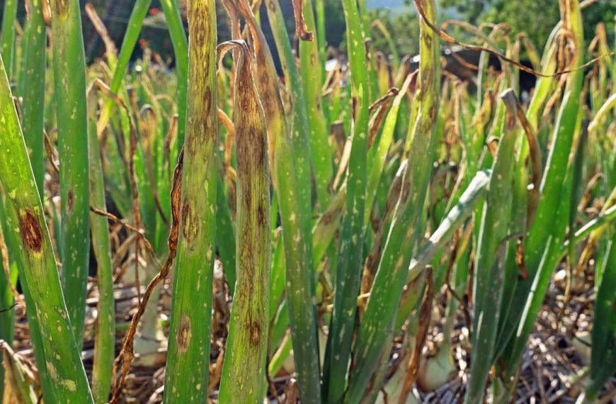 Blotch disease on onion plants.