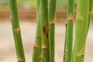 Plant disease on asparagus stems.