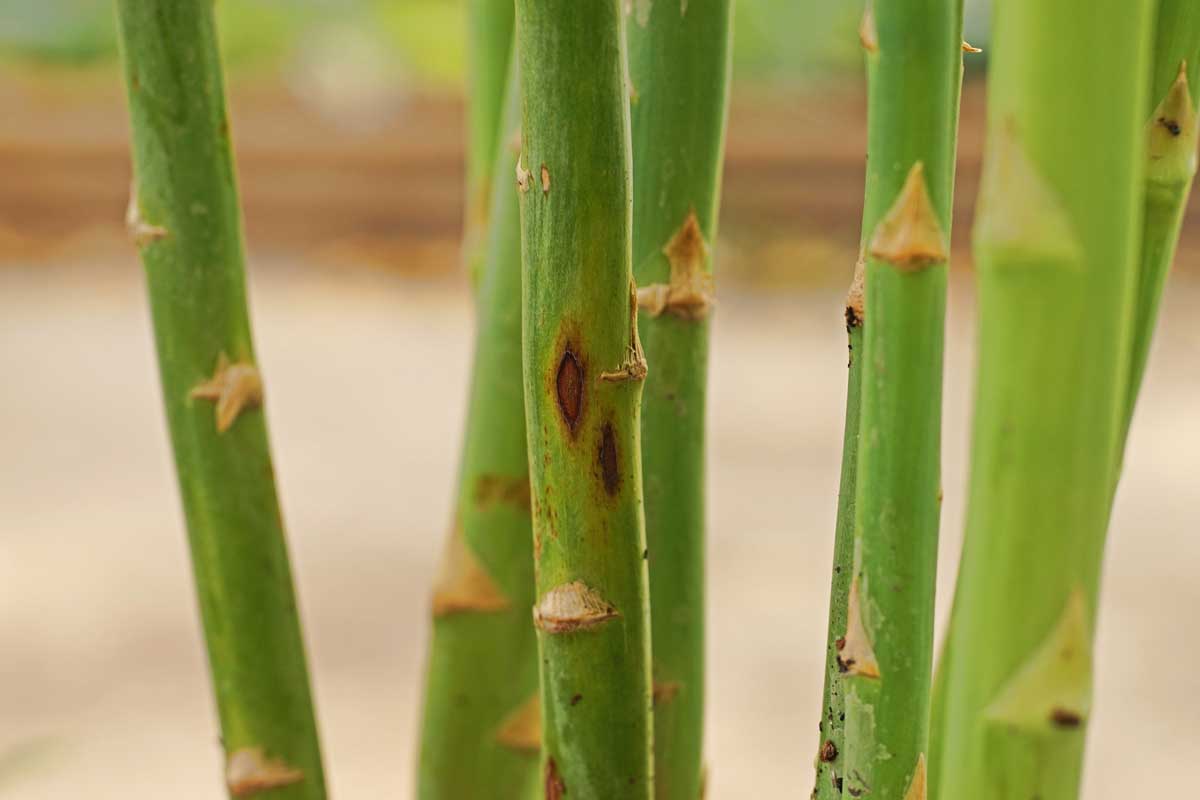 Troubleshooting Pests and Diseases Common to Asparagus Plants