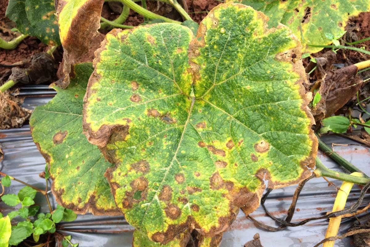 Target leaf spot disease on pumpkin leaves.