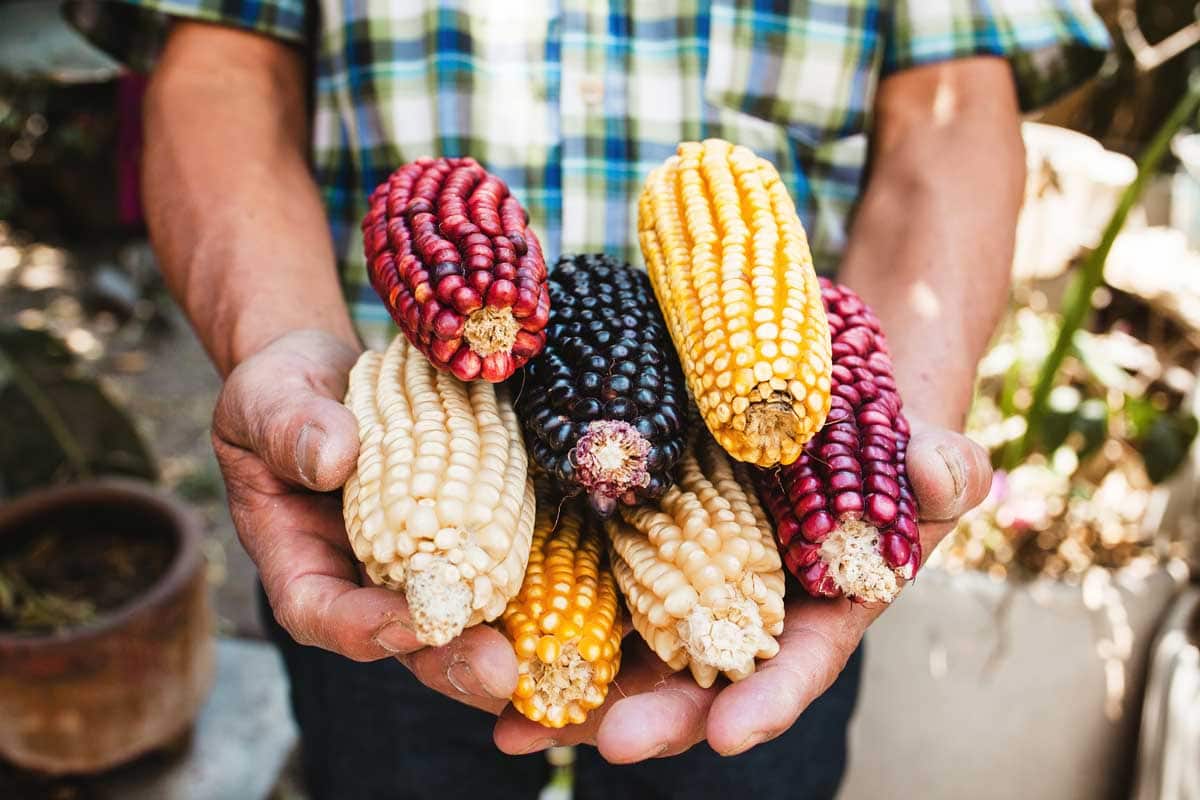 Hands holding ears of corn with each one being a different variety and color.