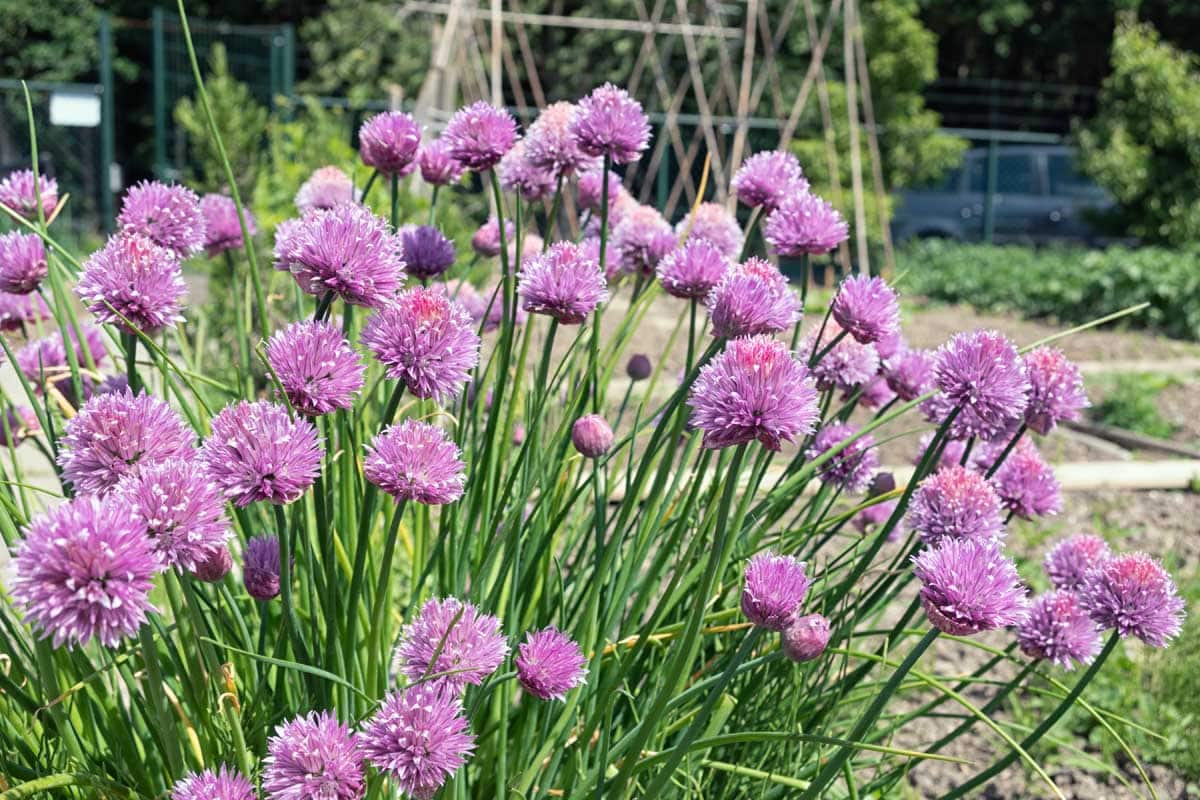 Purple flowering chive plants in foreground and bean trellis in the background.