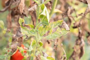 The effects of late blight showing on the damaged leaves of a tomato plant.