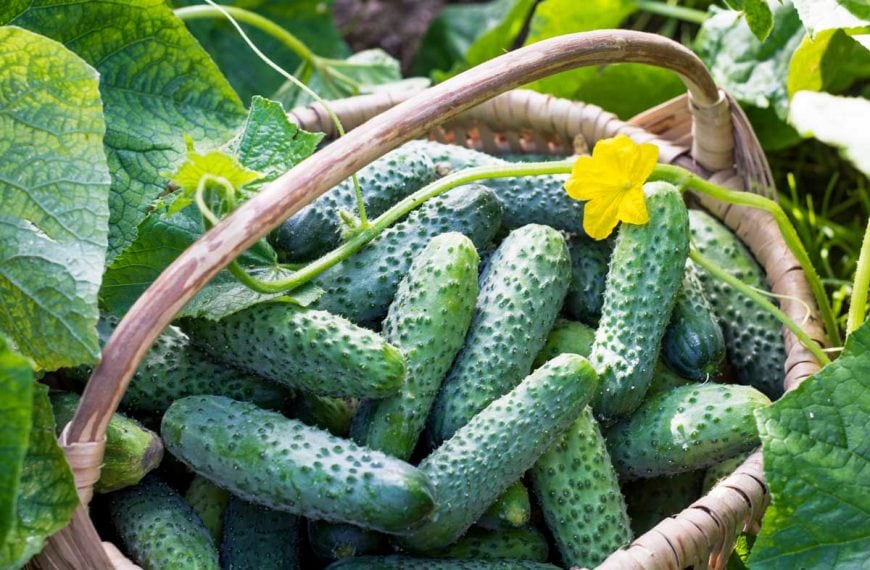 Harvested cucumbers in a basket.