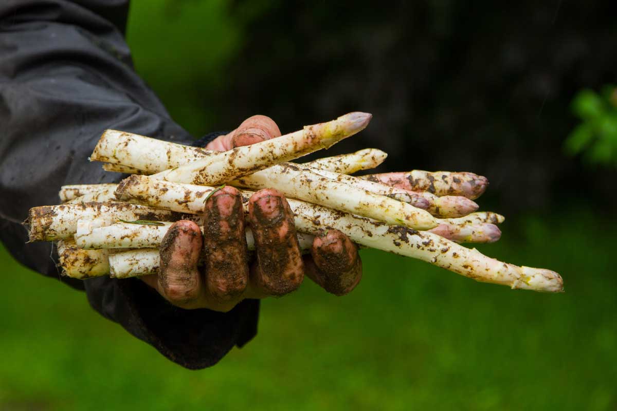 White asparagus in a gloved hand fresh from soil,