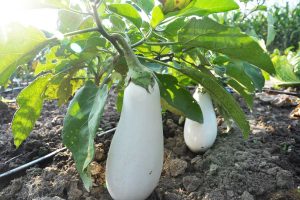 White eggplant growing on the bush.