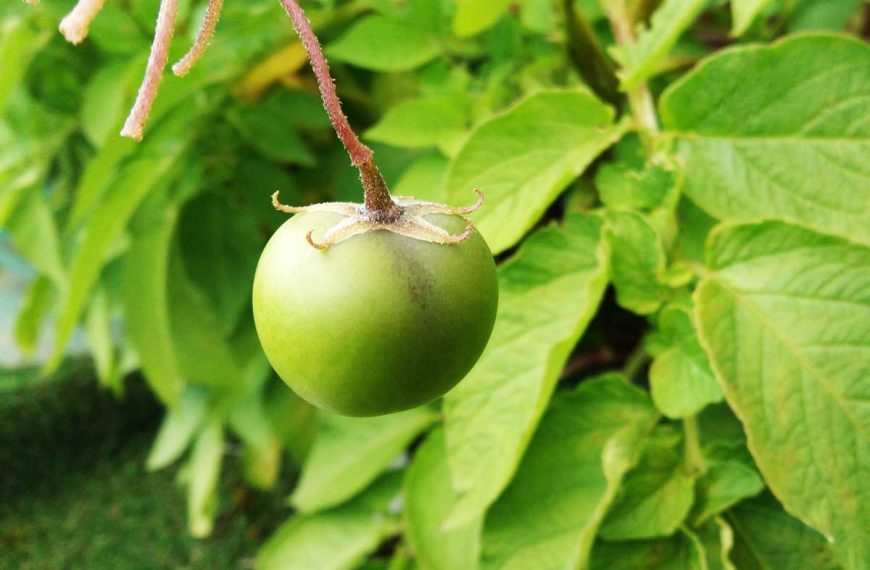 A single green fruit of a potato plant growing on the vine.