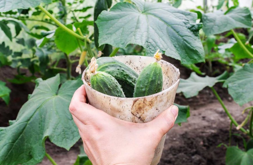 Young cucumbers that detached from the vine being carried in a plastic cup.