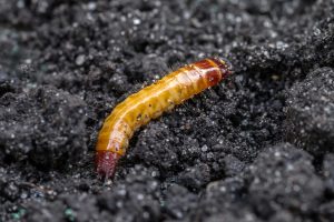 Macro image of a wireworm against a background of black soil.
