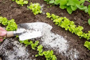 Close up of a garden trowel being used to spread ash between rows of lettuce seedlings.