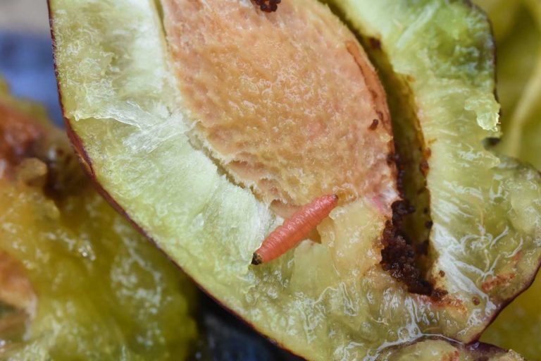 How to Identify and Control Fruit Worms