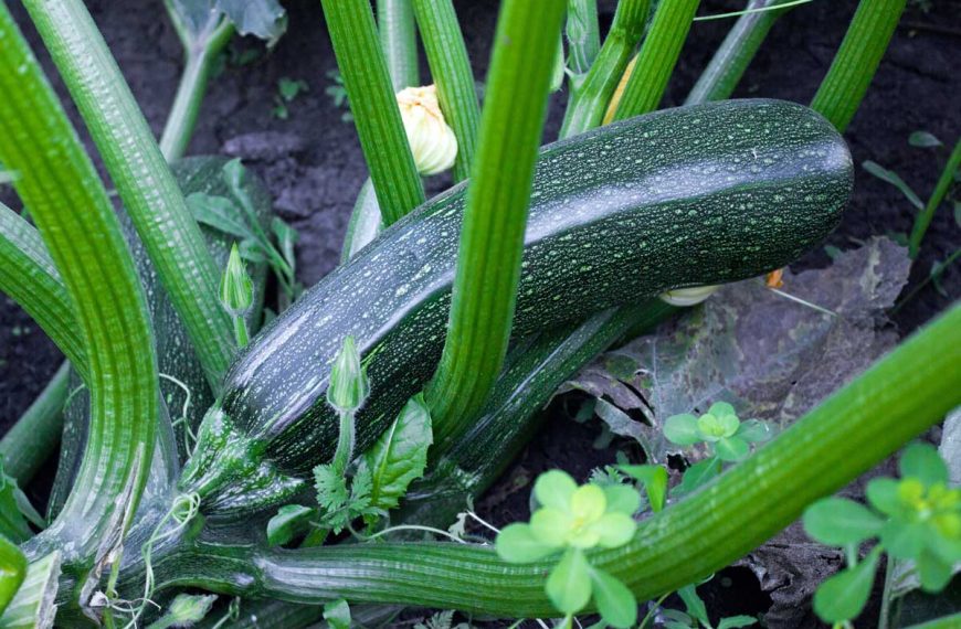 Zucchini Planting and Growing Guide