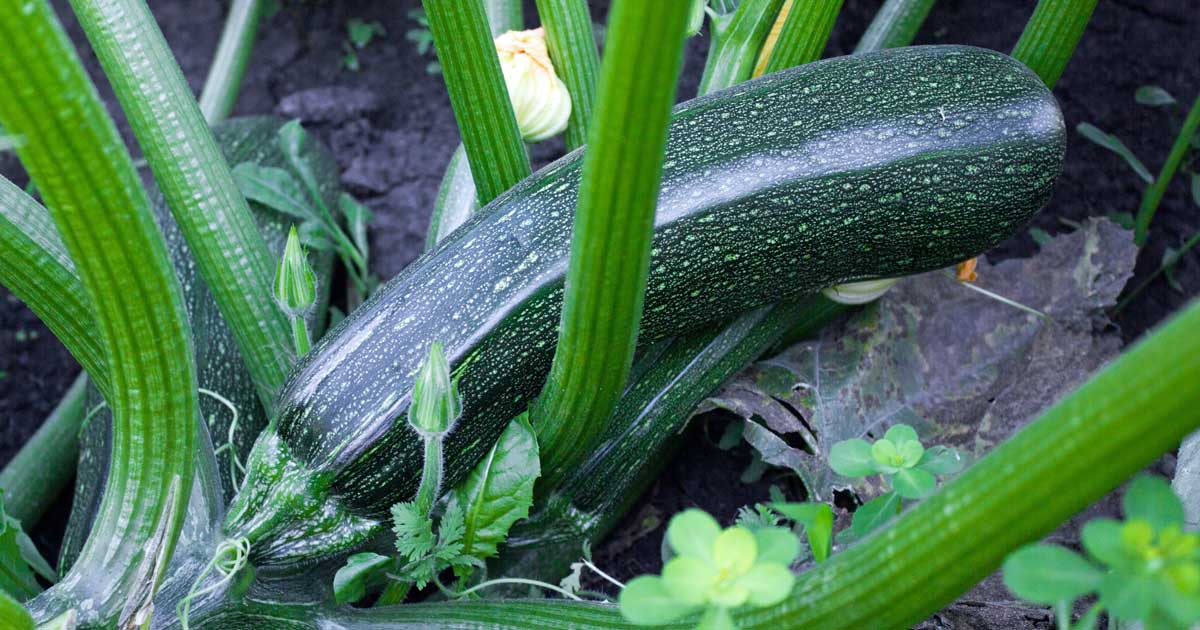 Zucchini Planting and Growing Guide
