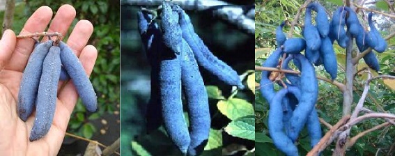 Blue Sausage Tree and edible fruits
