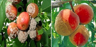 Brown Rot on Fruit Trees