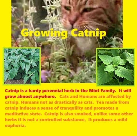 Catnip and Cats