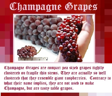 Miniature grapes aka Champagne Grapes