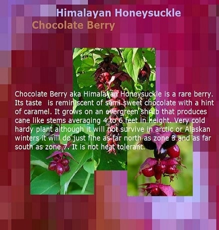 Chocolate Berries aka Himalayan Honeysuckle