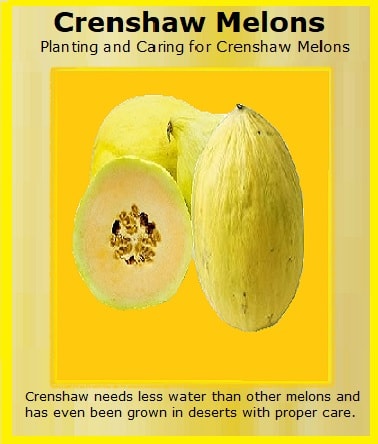Crenshaw Melons