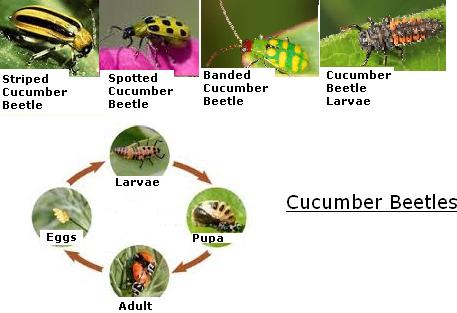 Various pictures of cucumber beetles