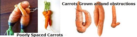 examples of deformed carrots